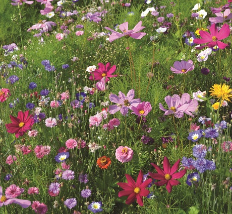 ColourMax - Butterfly Extravaganza Flower Seed